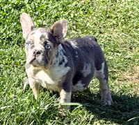 Maggie Female AKC French Bulldog $1650