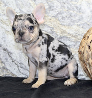 Luna Female AKC French Bulldog $1550