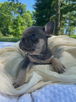 French Bulldog