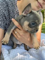 French Bulldog