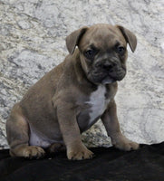 French Bulldog