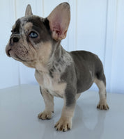 French Bulldog
