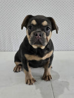 French Bulldog