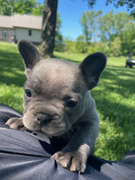 French Bulldog