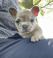 French Bulldog