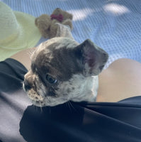 French Bulldog