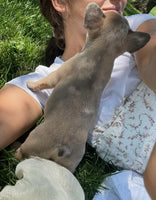 French Bulldog