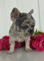 Dillon Male AKC French Bulldog $2950
