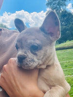 French Bulldog