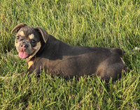 Maxine Female AKC French Bulldog $600