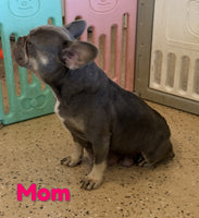 Vinny Male AKC French Bulldog $1600