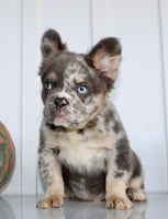 Dakota Male AKC Fluffy French Bulldog $2950