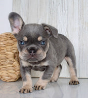 French Bulldog