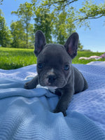 French Bulldog