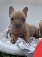 French Bulldog
