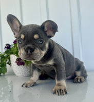 French Bulldog