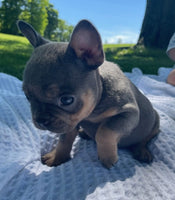 French Bulldog