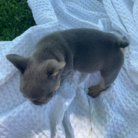 French Bulldog