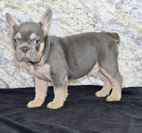 French Bulldog