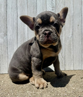 French Bulldog