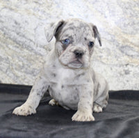 French Bulldog 