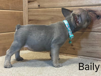 French Bulldog