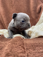 French Bulldog