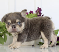 Fluffy French Bulldog