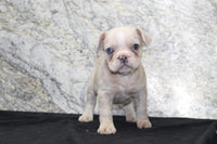 French Bulldog