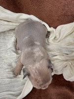 French Bulldog