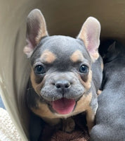 French Bulldog 