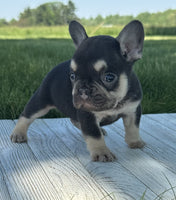 French Bulldog