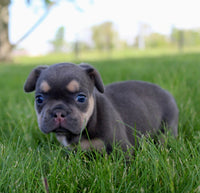 French Bulldog