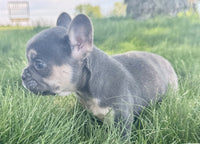 French Bulldog