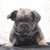 Fluffy French Bulldog