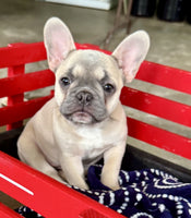 French Bulldog