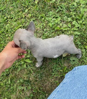 French Bulldog