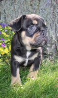 French Bulldog