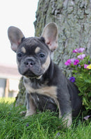 French Bulldog