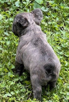 Fluffy French Bulldog
