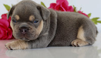 French Bulldog