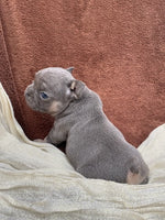 French Bulldog