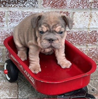 French Bulldog