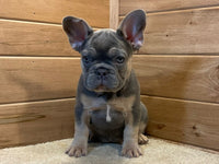 French Bulldog