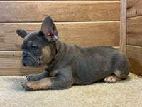 French Bulldog