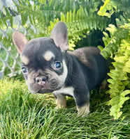 French Bulldog