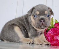 French Bulldog