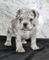 French Bulldog 