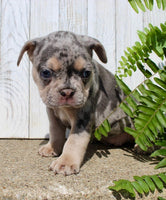 French Bulldog