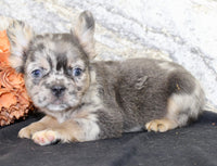 Janet Female AKC Fluffy French Bulldog $1550